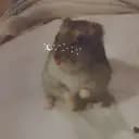 Kanin och hamster