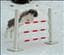 Tisdus