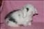 toootsie